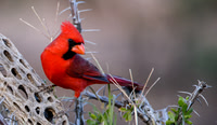 Birds of the Sonoran Desert