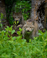 Lynx Juveniles