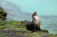 Sea Lion in Galapagos Islands
