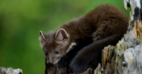 Baby Pine Marten
