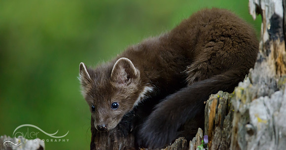 Baby Pine Marten