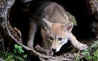Coyote Pup