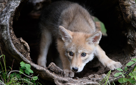 Coyote Pup