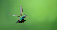 Broad Billed Hummingbird