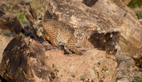 Bobcat
