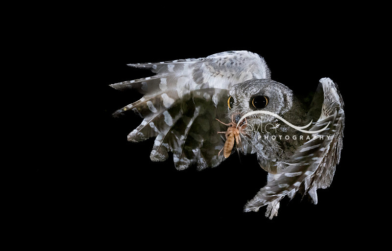 Screech Owl with sun spider