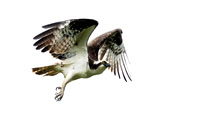 Osprey
