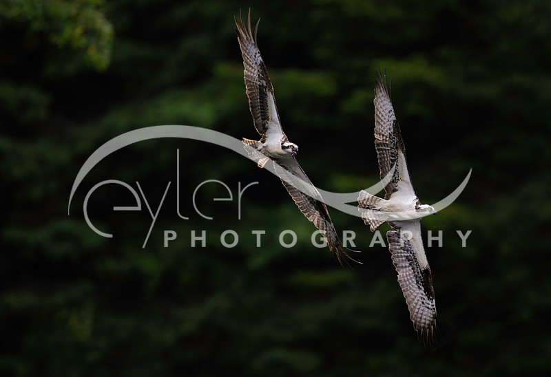 Osprey