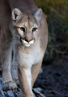 Cougars