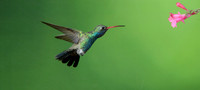Broad Billed Hummingbird