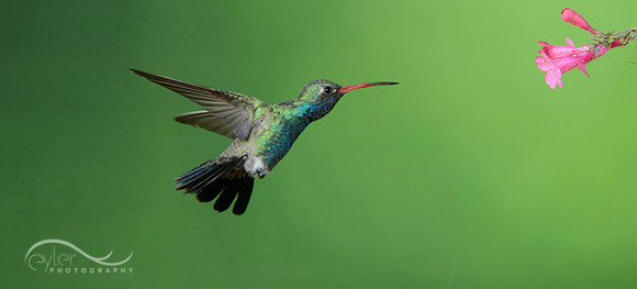 Broad Billed Hummingbird