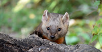 Pine Marten