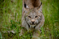 Lynx Juveniles