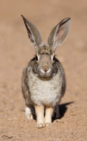 Rabbits