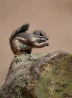 Antelope Squirrel