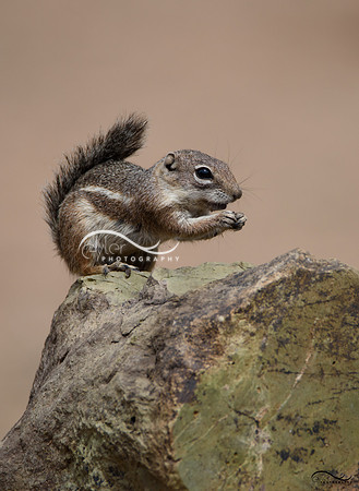Antelope Squirrel