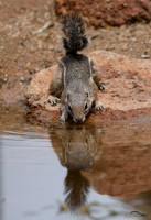 Antelope Squirrel