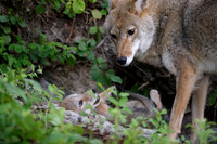 Coyote Pup