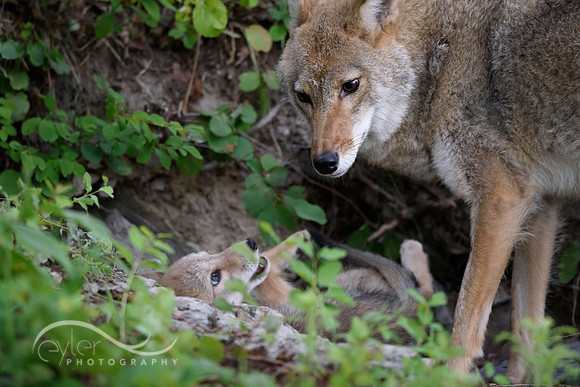Coyote Pup