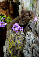 Baby Pine Marten