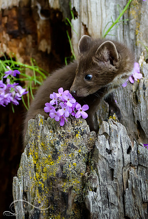 Baby Pine Marten