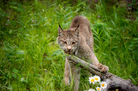 Lynx Juveniles