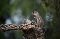 Antelope Squirrel