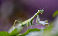 Bugs