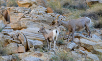 Big Horn Sheep- Utah AZ boarder