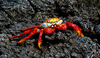 Crab in Galapagos Islands