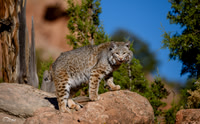Juvenile Bobcat