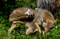Coyote pup with Adult