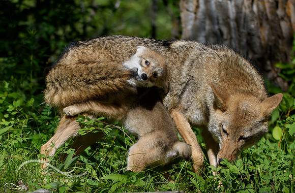 Coyote pup with Adult