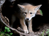 Coyote Pup