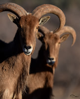 Goats