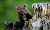 Baby Pine Marten