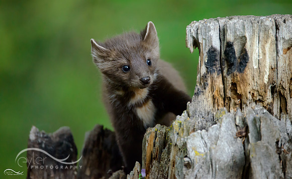 Baby Pine Marten
