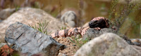 Gila Monster