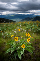 Bison Range