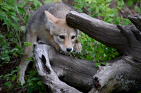 Coyote Pup