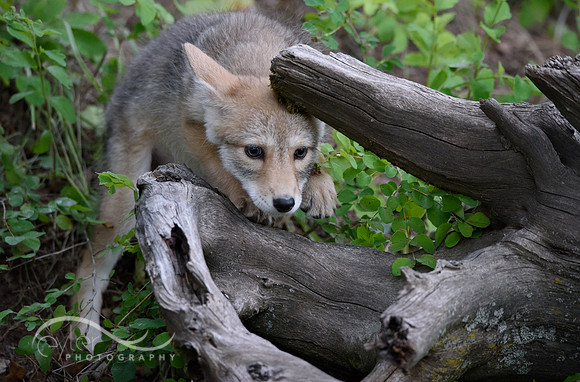 Coyote Pup