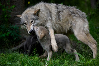 Wolf Pups
