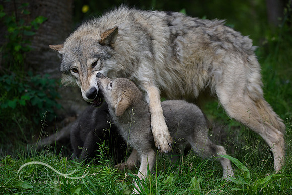Wolf Pups