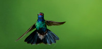 Broad Billed Hummingbird