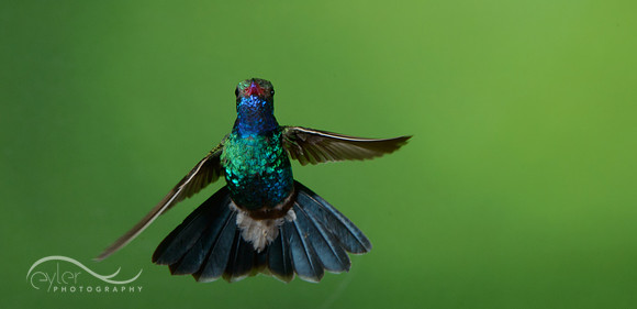 Broad Billed Hummingbird