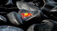 Crab in Galapagos Islands