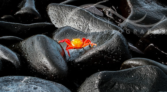 Crab in Galapagos Islands