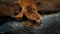 Sea Lion pup in Galapagos Islands