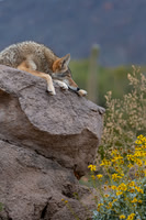 Sleeping Coyote