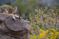 Coyote